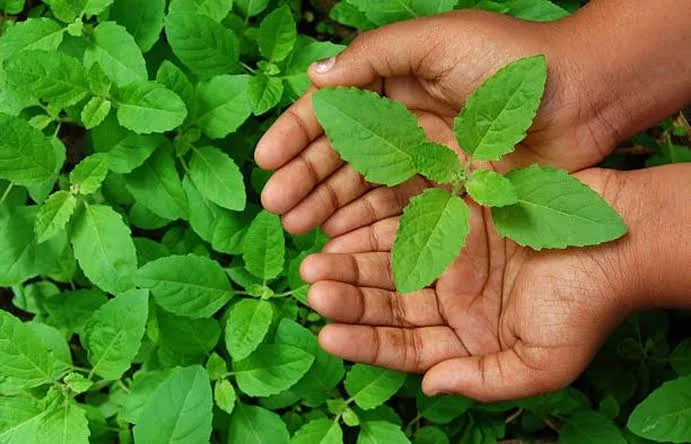 benefits of tulsi leaves: सुबह सुबह खाली पेट 2 तुलसी पत्ते चबाने से बच सकते हैं इलाज के लाखों रुपये, जानिए इसके गजब के फायदे