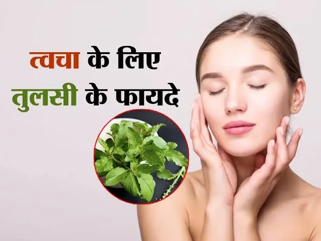 benefits of tulsi leaves: सुबह सुबह खाली पेट 2 तुलसी पत्ते चबाने से बच सकते हैं इलाज के लाखों रुपये, जानिए इसके गजब के फायदे