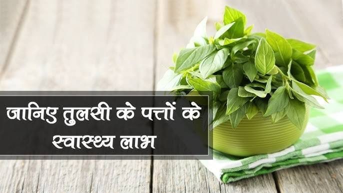 benefits of tulsi leaves: सुबह सुबह खाली पेट 2 तुलसी पत्ते चबाने से बच सकते हैं इलाज के लाखों रुपये, जानिए इसके गजब के फायदे