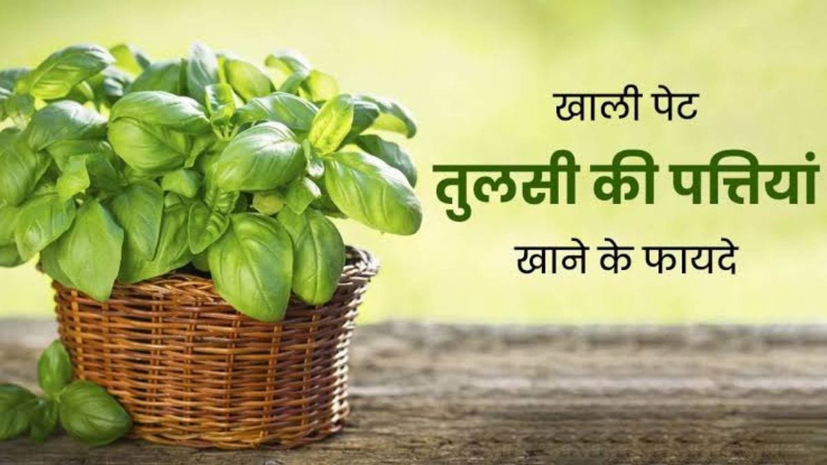 benefits of tulsi leaves: सुबह सुबह खाली पेट 2 तुलसी पत्ते चबाने से बच सकते हैं इलाज के लाखों रुपये, जानिए इसके गजब के फायदे