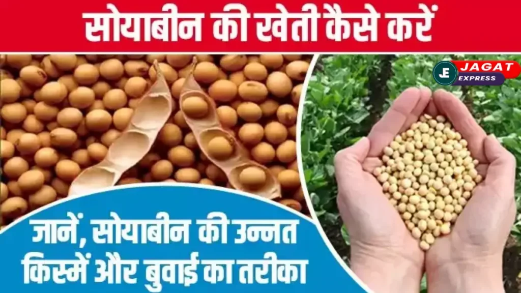 किसान भाइयों के लिए काम की खबर! जानिए सोयाबीन की खेती करने का सही तरीका, समय, विधि, खाद, उत्पादन और सबकुछ