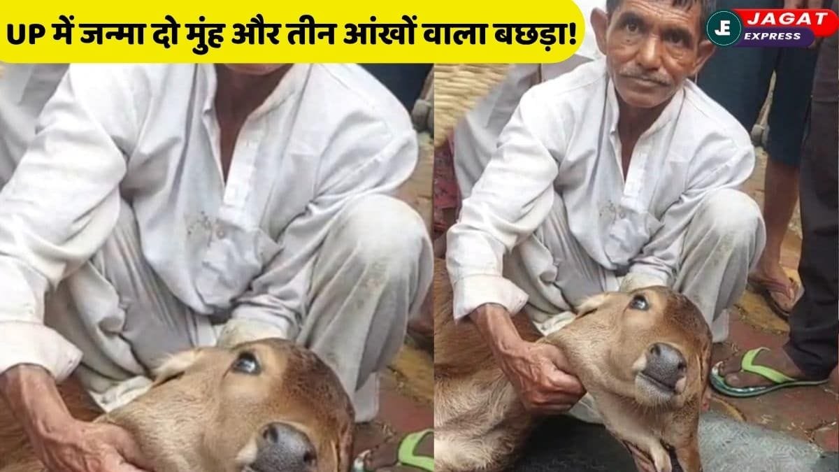क्या आपने कभी देखा है ऐसा चमत्कार? UP के बागपत में जन्मा दो मुंह और तीन आंखों वाला बछड़ा!