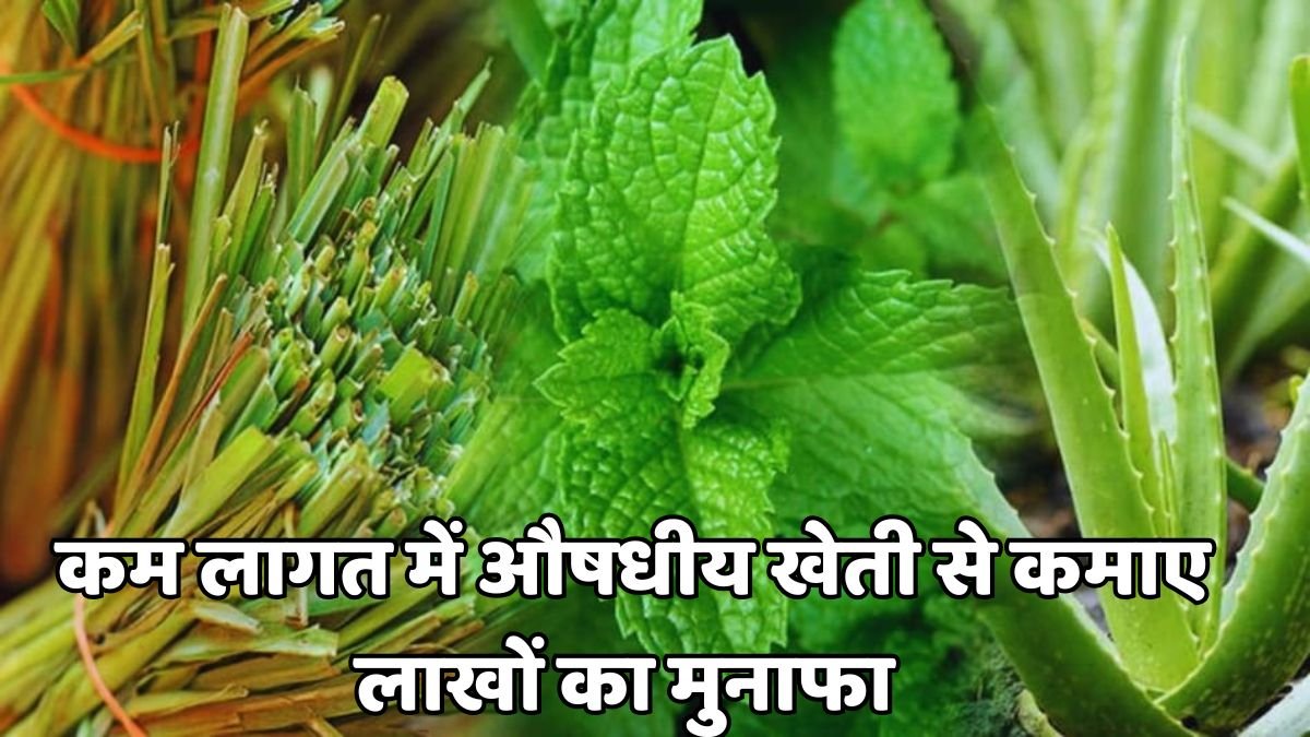 औषधीय खेती क्या है? कम लागत में लाखों कमाने वाला फार्मिंग बिजनेस आइडिया