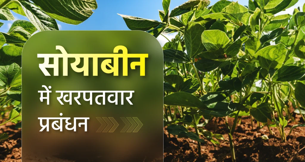 किसान ध्यान दें: सोयाबीन की फसल में रोगों का आतंक! ये देसी तरीके बचा सकते हैं लाखों का नुकसान