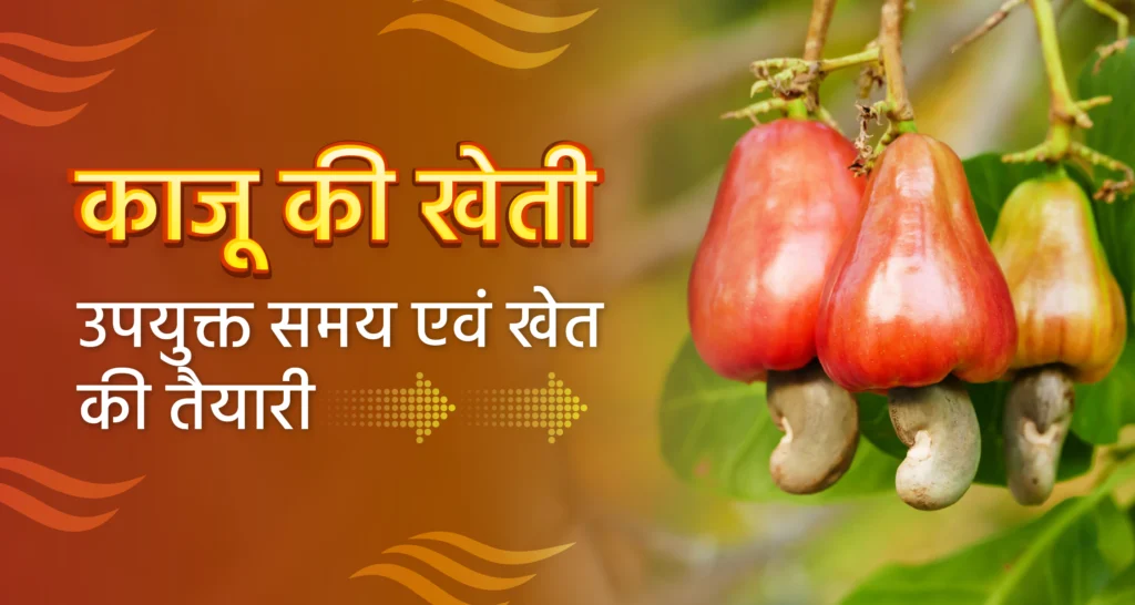 काजू की खेती बनी किसानों की लॉटरी!!! जानिए kaju ki kheti से लेकर कमाई तक का पूरा गणित