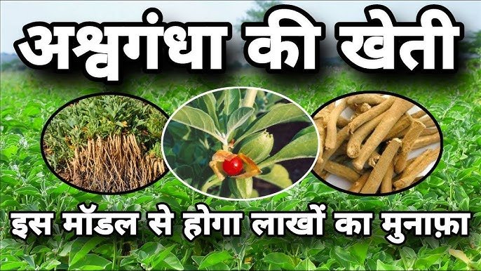 खेती का नया ट्रेंड: अश्वगंधा उगाएं और प्रॉफिट पाएं, जानिए Ashwagandha ki kheti की पूरी प्रक्रिया