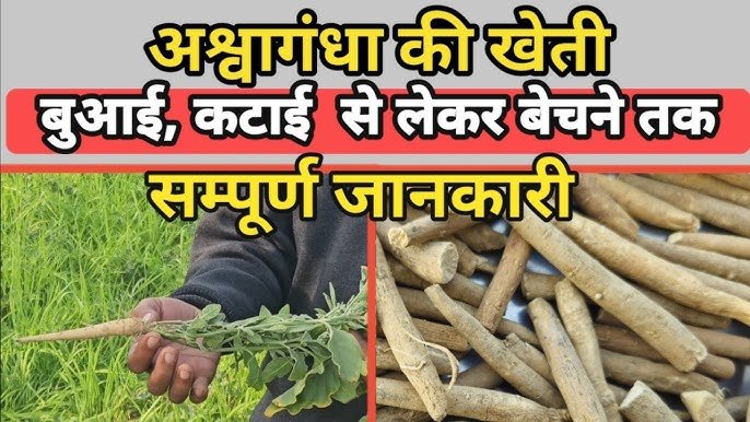 खेती का नया ट्रेंड: अश्वगंधा उगाएं और प्रॉफिट पाएं, जानिए Ashwagandha ki kheti की पूरी प्रक्रिया