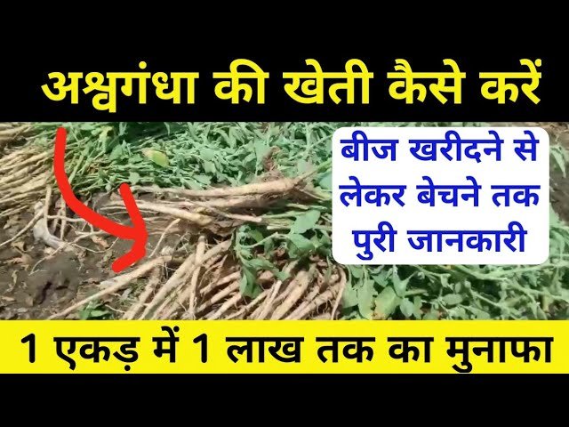खेती का नया ट्रेंड: अश्वगंधा उगाएं और प्रॉफिट पाएं, जानिए Ashwagandha ki kheti की पूरी प्रक्रिया