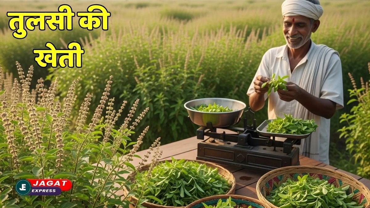tulsi ki kheti: तुलसी सिर्फ पूजा के लिए नहीं! अब कमाई का भी ज़रिया! जानें लागत, मुनाफा और बाजार