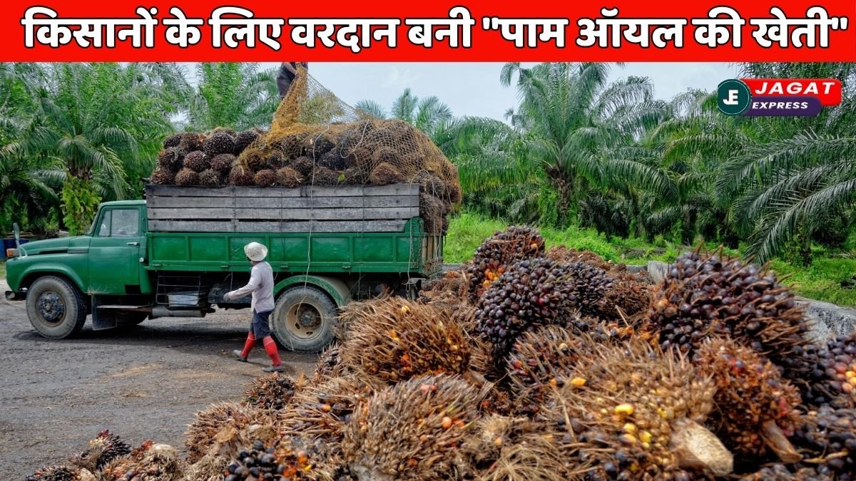 किसानों के लिए वरदान बनी "पाम ऑयल की खेती" एक बार लगाएं, 30 साल तक कमाएं